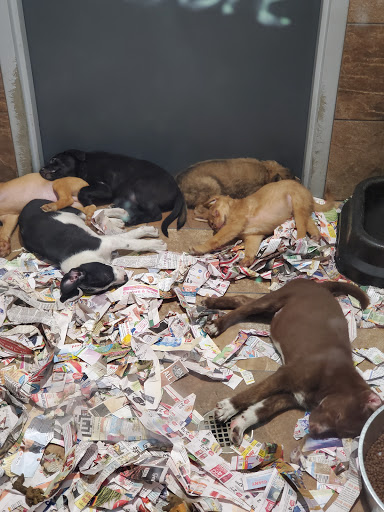 Pet Store «Pets Plus - Lansdale», reviews and photos, 555 S Broad St, Lansdale, PA 19446, USA