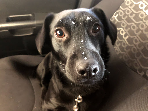 Florist «Secret Garden», reviews and photos, 1512 Larimer St, Denver, CO 80202, USA