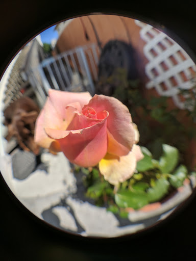 Tattoo Shop «Renaissance Studios», reviews and photos, 131 Avenida Victoria, San Clemente, CA 92672, USA