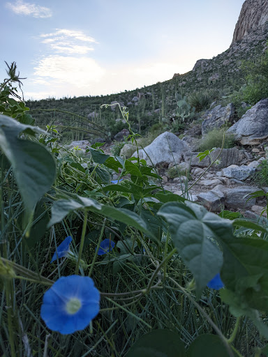 Tourist Attraction «Linda Vista Trail», reviews and photos, 730 E Linda Vista Rd, Oro Valley, AZ 85737, USA