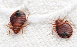 Best Cockroach Pest Control Brisbane Near You