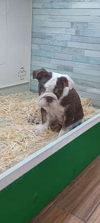 Junior's Pet House - Photo 6 - Car repair in McAllen, TX, McAllen