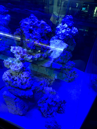Tropical Fish Store «KHC Aquarium», reviews and photos, 150-1 Northern Blvd, Flushing, NY 11354, USA