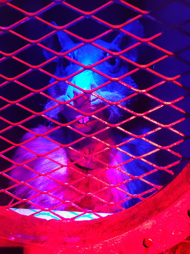 Amusement Center «Amazing Chicago Funhouse Maze», reviews and photos, 600 E Grand Ave, Chicago, IL 60611, USA