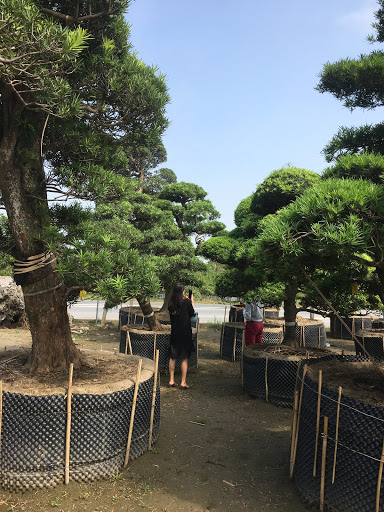 Vườn Tùng La Hán Nhật Bản YOKO