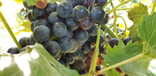 Winery «Crown Winery», reviews and photos, 3638 E Mitchell St, Humboldt, TN 38343, USA