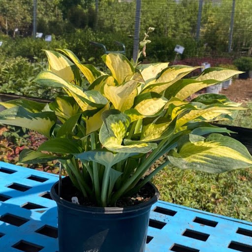 Landscaping Supply Store «Kirkwood Gardens», reviews and photos, 2701 Barrett Station Rd, Ballwin, MO 63021, USA