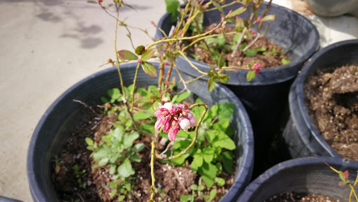 Grocery Store «Diamond Fresh Farmers Market», reviews and photos, 21168 Golden Springs Dr, Walnut, CA 91789, USA