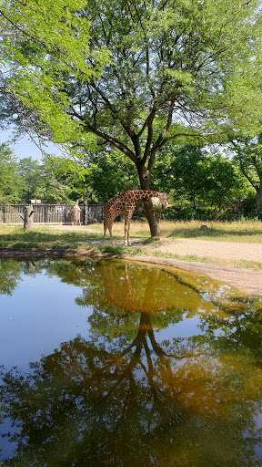 Zoo «Habitat Africa! The Forest», reviews and photos, 3300 Golf Rd, Brookfield, IL 60513, USA