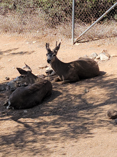 Zoo «Heritage Park Zoological Sanctuary», reviews and photos, 1403 Heritage Park Rd, Prescott, AZ 86301, USA