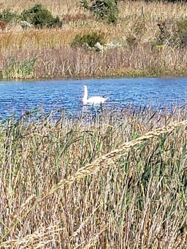Bird Watching Area «South Cape May Meadows», reviews and photos, 692 Sunset Blvd, Cape May, NJ 08204, USA