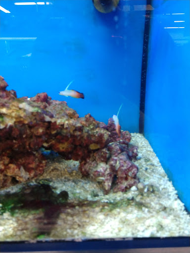 Pet Supply Store «Petco Animal Supplies», reviews and photos, 226 Thornton Drive, Dickson, TN 37055, USA