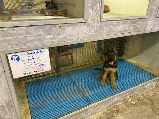 Dog shops in Kualalumpur