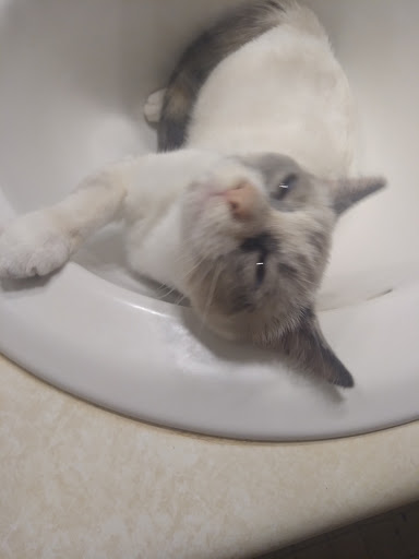 Pet Supply Store «PetSmart», reviews and photos, 11132 Abercorn St, Savannah, GA 31419, USA