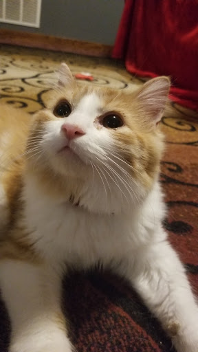 Pet Supply Store «Pet Valu», reviews and photos, 200 Biggs Blvd, Harrison, OH 45030, USA