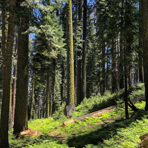 Sugar Pine Trailhead