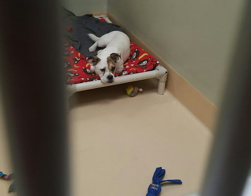 Animal Shelter «Oregon Humane Society», reviews and photos