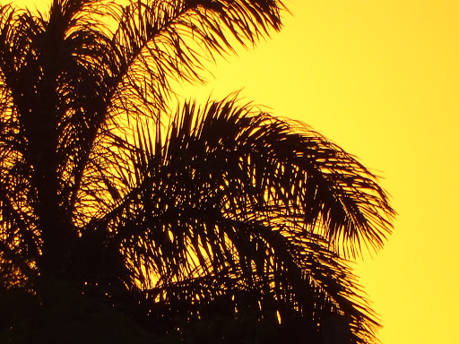 Park «Mills Pond Park», reviews and photos, 2201 Northwest 9th Avenue, Fort Lauderdale, FL 33311, USA