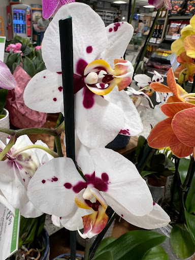 Supermarket «Publix Super Market at Forest Village Shopping Center», reviews and photos, 5032 Capital Cir SW Ste 1, Tallahassee, FL 32305, USA