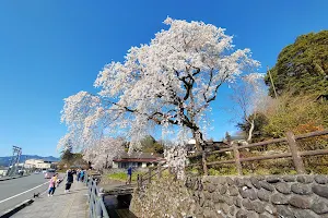 大原しだれ桜 image