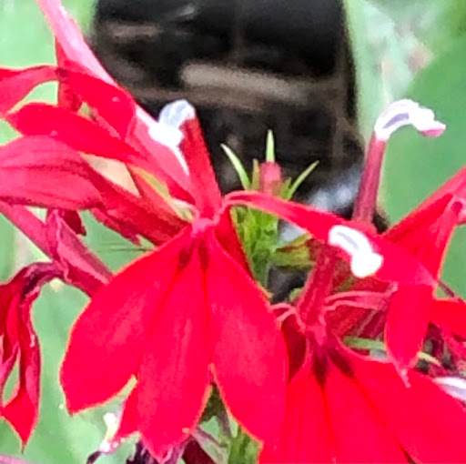 Nature Preserve «Maurice River Bluffs Preserve», reviews and photos, Silver Run Rd, Millville, NJ 08332, USA