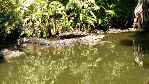 Tourist Attraction «Premier Boat Tours», reviews and photos, 100 Alexander St, Mt Dora, FL 32757, USA