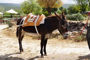 Donkey Tours image