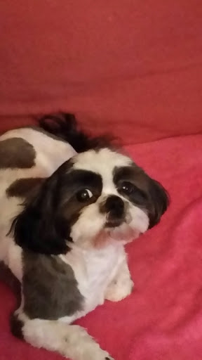 Pet Groomer «A Klassy Lassie, LLC», reviews and photos, 30 Old Jackson Rd, McDonough, GA 30252, USA