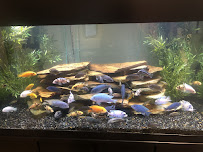 Aquariums of the Bay - Photo 3 - Car repair in Port Richey, FL, Spring Hill