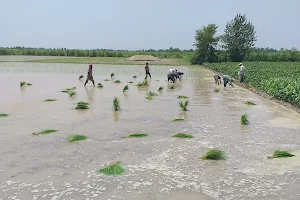 Govt Boys Primary School Chak 546 GB image