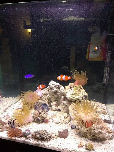 Aquarium Shop «Golden Aquarium», reviews and photos, 1514 W 33rd St J, Chicago, IL 60608, USA