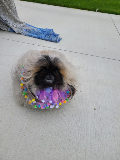 Pet Supply Store «Fuzzybutz Pet Bakery Inc», reviews and photos, 306 State St, St Joseph, MI 49085, USA