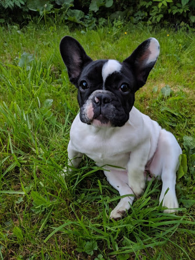 French Passion: French Bulldogs in USA, hobby breeder
