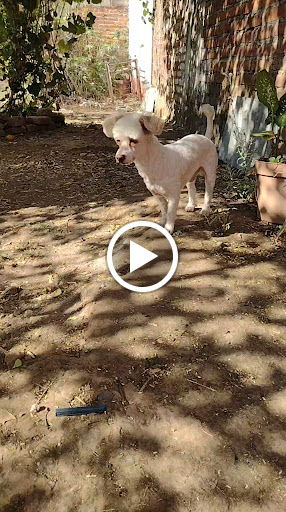 Car Wash «Walnut Creek Car Wash», reviews and photos, 2965 N Main St, Walnut Creek, CA 94597, USA