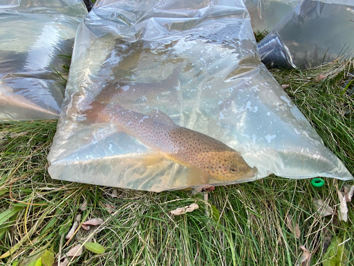 Fish Farm «Imlay City Fish Farms Inc», reviews and photos, 1442 N Summers Rd, Imlay City, MI 48444, USA