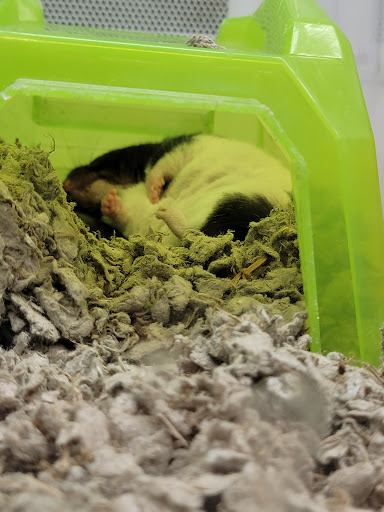 Pet Supply Store «Petco Animal Supplies», reviews and photos, 1320 E Lincoln Way p101, Sparks, NV 89434, USA