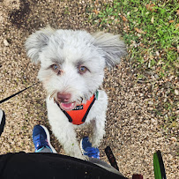 Handy Dandee Walkers - Photo 3 - Car repair in , San Antonio