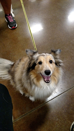 Pet Supply Store «PetSmart», reviews and photos, 1561 N Dysart Rd, Avondale, AZ 85323, USA