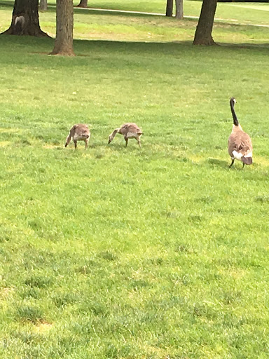 Golf Course «Airport Golf Course», reviews and photos, 900 N Hamilton Rd, Columbus, OH 43219, USA