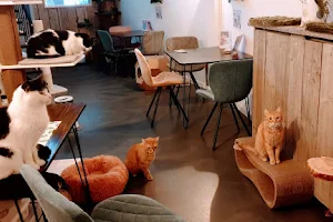 Lierse Aaikes Cat Café image