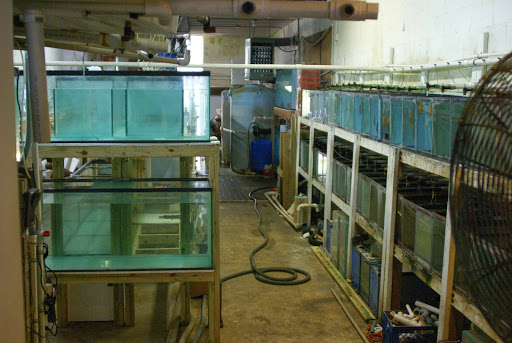 Tropical Fish Store «Jack Wattley Discus», reviews and photos, 6944 NE 4th Ave, Miami, FL 33138, USA