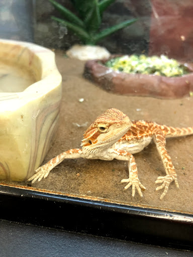 Pet Supply Store «Petco Animal Supplies», reviews and photos, 3194 FM407, Highland Village, TX 75077, USA