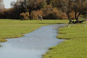 Paraje de Gatos — Parque Natural de Doñana image