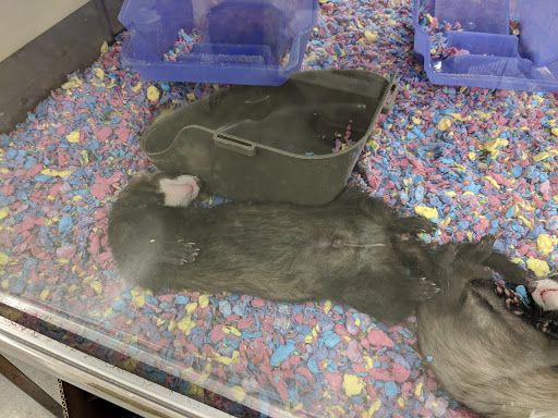 Pet Supply Store «Petco Animal Supplies», reviews and photos, 298 Spring Creek Drive, Franklin, TN 37067, USA