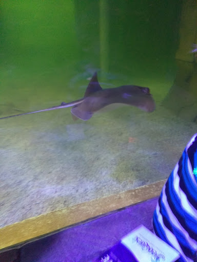 Aquarium «SeaQuest Interactive Aquarium Las Vegas», reviews and photos, 3528 S Maryland Pkwy #340, Las Vegas, NV 89169, USA