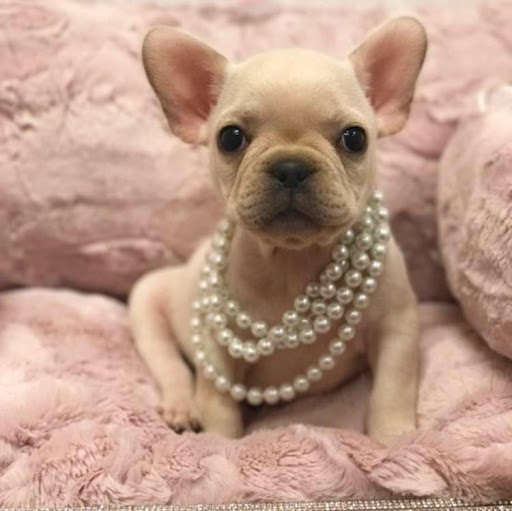 Pet Store «Furry Babies Inc», reviews and photos, 3340 Mall Loop Dr, Joliet, IL 60431, USA