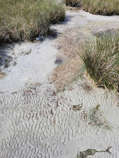 Pet Supply Store «Outer Barks - Water Front Shops», reviews and photos, 1240 Duck Rd, Duck, NC 27949, USA