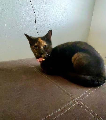 Animal Shelter «Humane Society of El Paso», reviews and photos