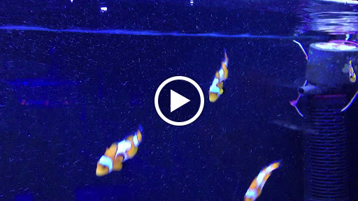 Aquarium «Sea Oddities», reviews and photos, 128 Broad St, Kingsport, TN 37660, USA