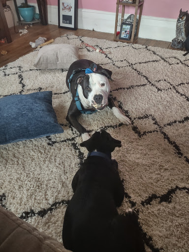 Pet Groomer «Ufuri Pet Salon», reviews and photos, 235 Huron Ave, Port Huron, MI 48060, USA